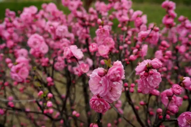 〖首发原创〗榆叶梅