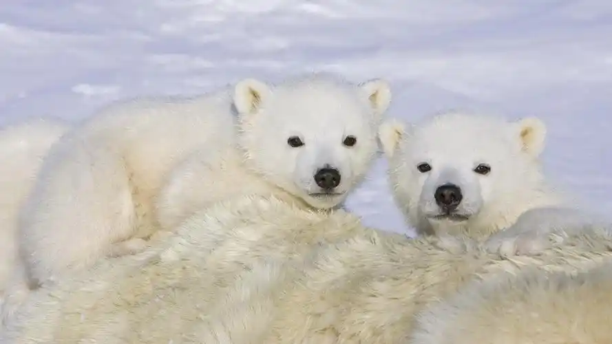 雪中动物大雪中嬉戏的可爱北极熊高清图片桌面壁纸下载第一辑