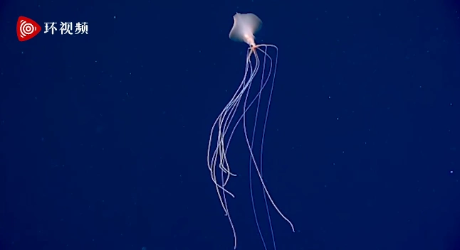 罕见!6米长的"巨型鱿鱼",美科学家在2800米深海拍到画面