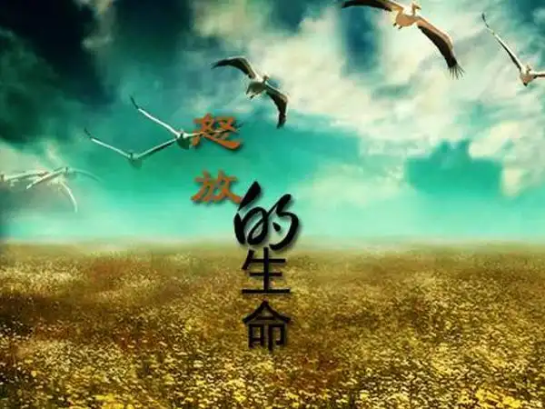 我想要怒放的生命是什么歌,怒放的生命歌曲介绍