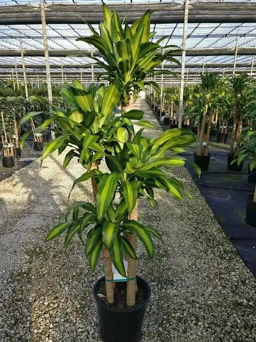 适合室内养的绿植(特别受欢迎的9种室内大型绿植)