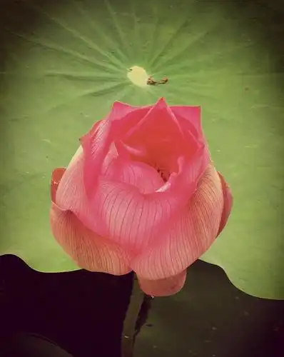 夏天的荷花,图片大全,高清,图库-回车桌面