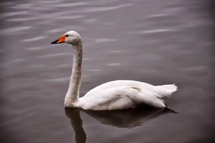 河里游泳的白鹅