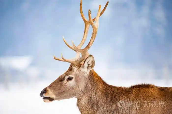 高贵的鹿雄在冬天的雪