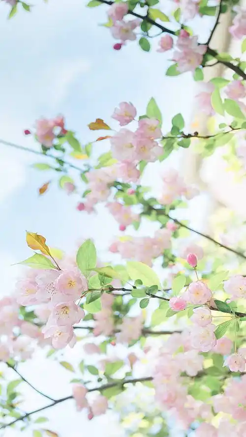 非常养眼的绿色植物小清新手机壁纸图片