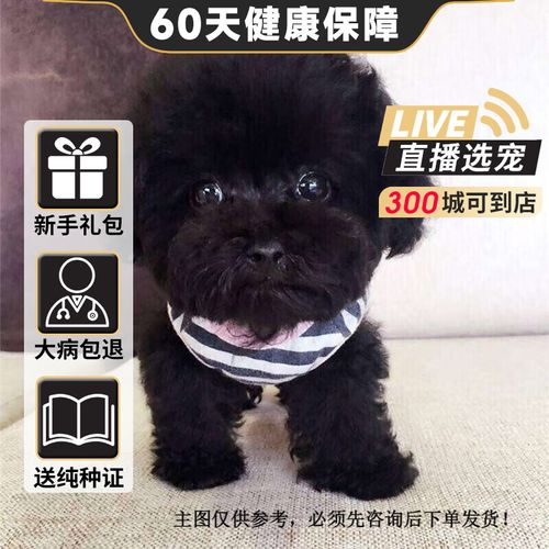 泰迪狗幼犬活体活犬贵宾犬纯种宠物狗泰迪犬灰红白黑 宠物级 黑色泰迪