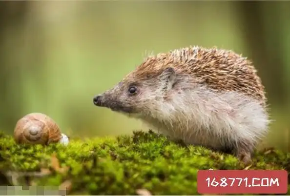 捡到刺猬是吉是凶,刺猬是八大仙之一的财神爷(是吉兆)