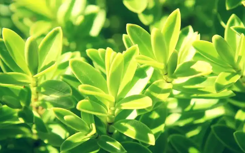 美丽大自然清新绿色护眼花草植物高清桌面壁纸(1)