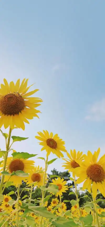 iphone max壁纸动画