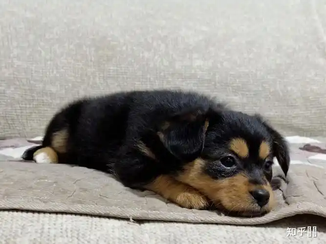 四眼黑土狗为什么那么贵呢?