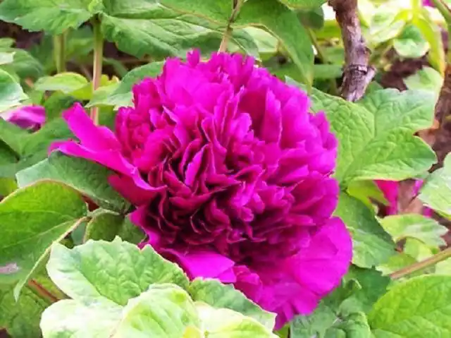 3种吉祥富贵花,一盆招财两盆旺运,三盆家中成福地,春天赶紧养