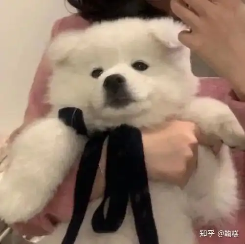 女孩子手里抱猫的头像女孩子不露脸的那种主要就是一手抱住猫? - 知乎