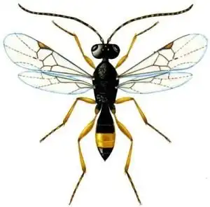 长背三缝茧蜂(triraogus longitergumchen et he,1997)是茧蜂科三缝茧