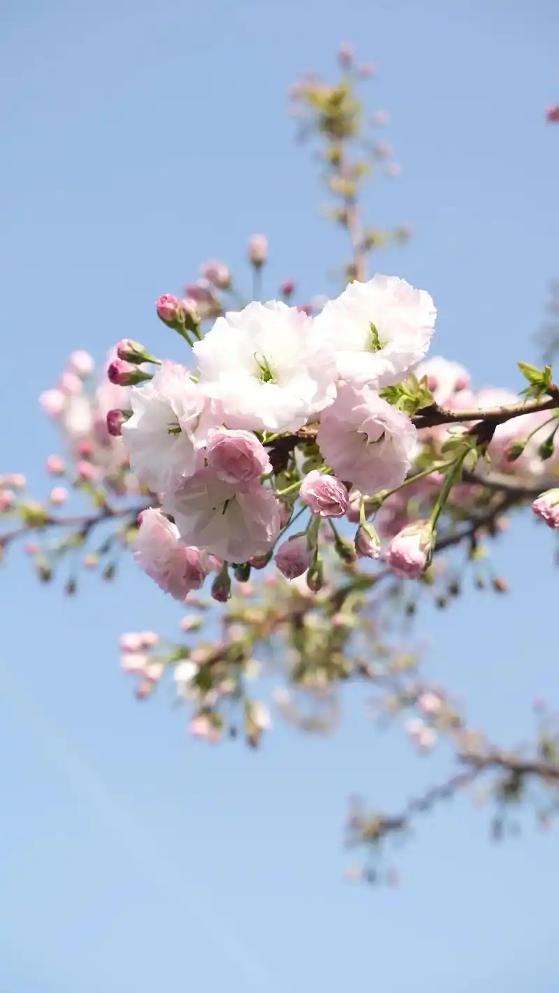 浪漫樱花季西安春日打卡必去点之一