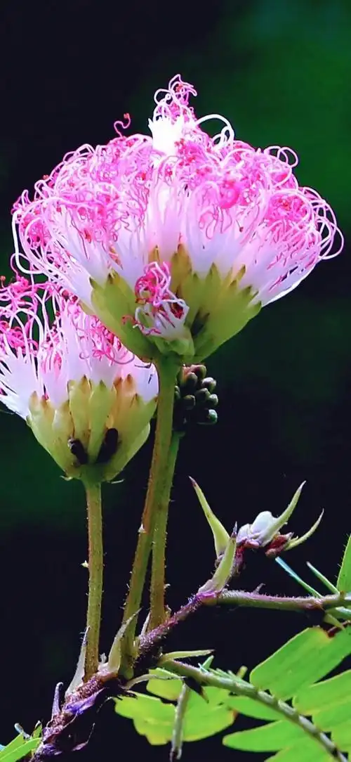 世界最美最罕见的稀世奇花