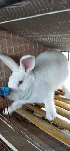 宝山区德系獭兔种兔价格养殖场介绍