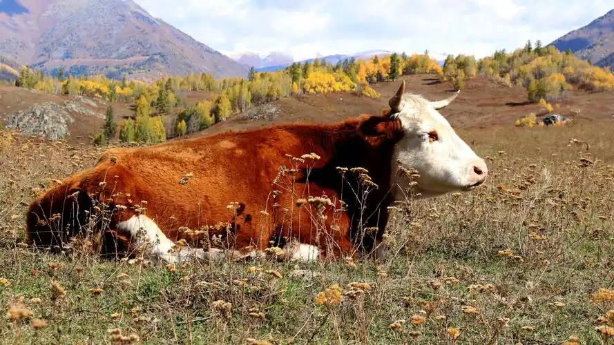 其它 北疆之行(五)禾木村位于喀纳斯湖东侧约30公里处,是一个由哈萨克