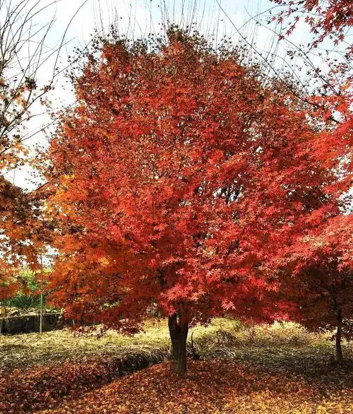 海西州红榉树小苗便宜-哲玮苗木幼果紫红色_哲玮苗木