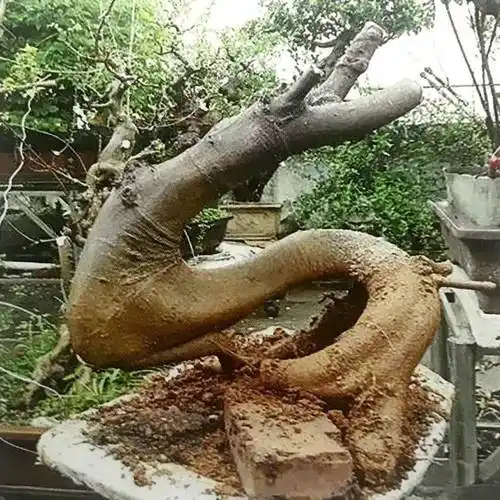 朴树盆景造型门槛有多高看看设计案例自然心中有数