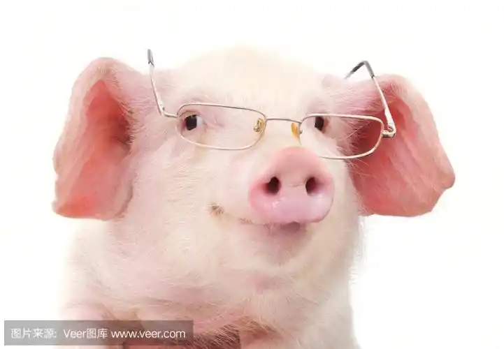 别再说你朋友笨得像猪了,猪可比你想象的聪明,世界上就没有它们征服不