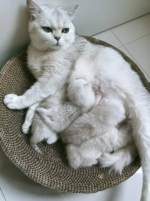 银渐层幼崽 - 宠物花鸟市场 - 得意生活-武汉生活消费社区