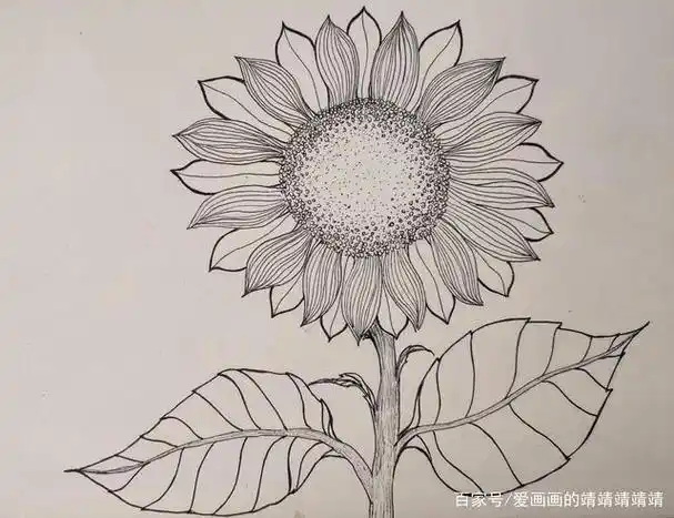 整理了一组植物和花朵线描简笔画简单好看易学都是日常手绘练习