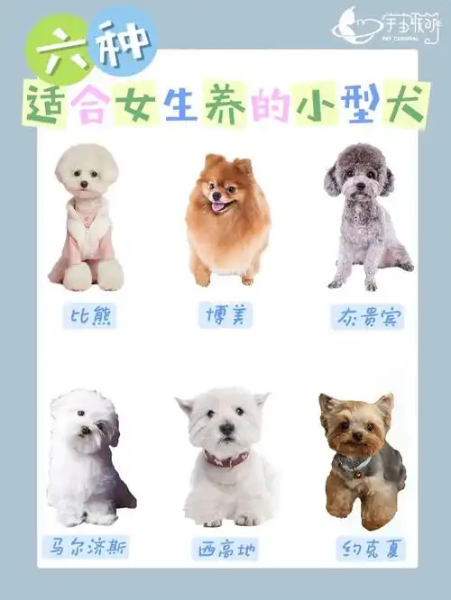 适合女生养的6种小型犬——新手养狗必看75
