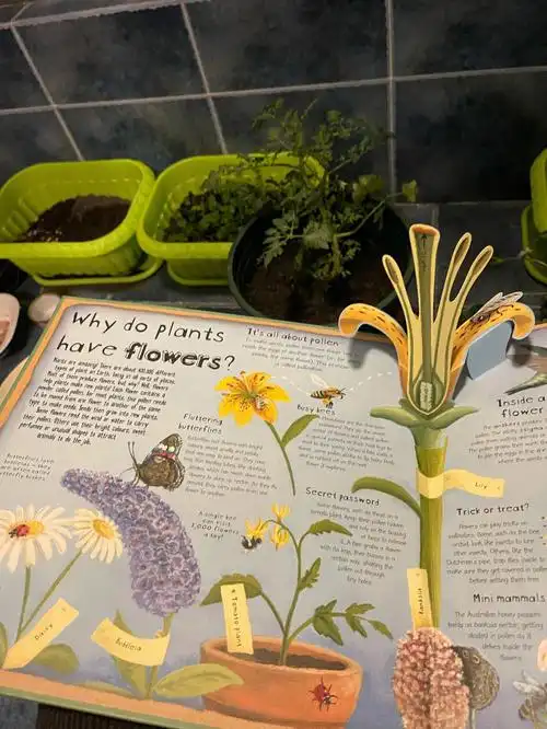 绘本推荐自然教育科普系列植物是如何工作