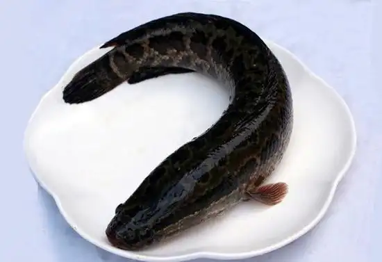 乌鳢全身呈黑色,体背和头顶色较暗黑,腹部淡白,体侧各有不规则黑色