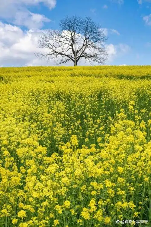油菜花盛开,是大自然赐予大地的礼物,是春天最靓丽的风景