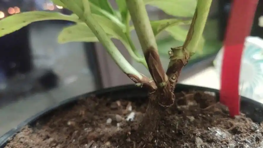 绣球黑杆还是木质化