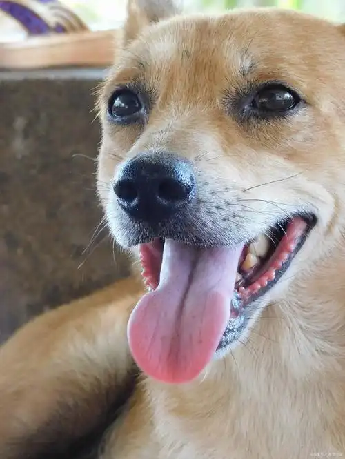 为什么狗夏天爱吐着舌头