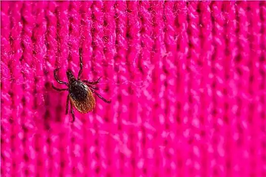 寄生,蜘蛛类,吸血,多样,疾病