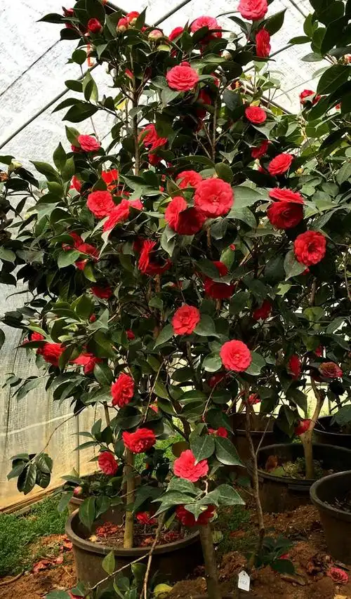 它被誉为"茶花之王",颜值高,香味浓,花期长,满满的高级感