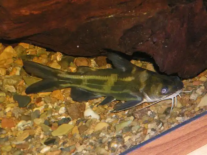 p>黄颡鱼(学名: i>pelte /i>o i>bagrus fulvidraco /i>)是鲿科,黄颡