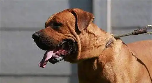 不管是打斗还是发怒时不喜欢吠叫,深刻诠释了什么叫"咬人的狗不叫"