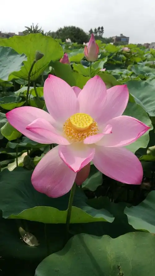 荷花世界 荷你相约