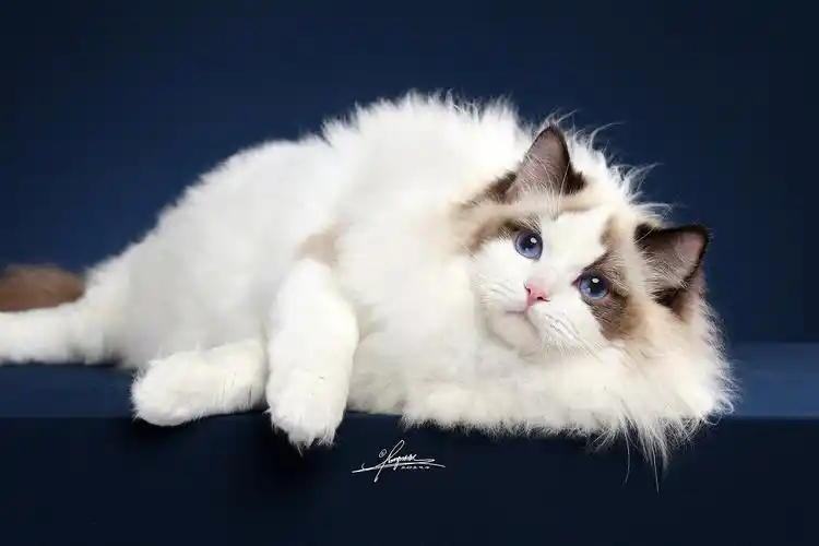 布偶猫amyworks拍摄于厦门