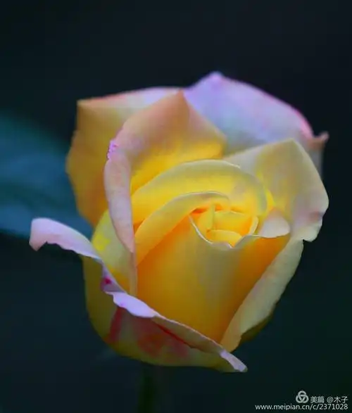 月季花还象征着美丽,高贵,优雅