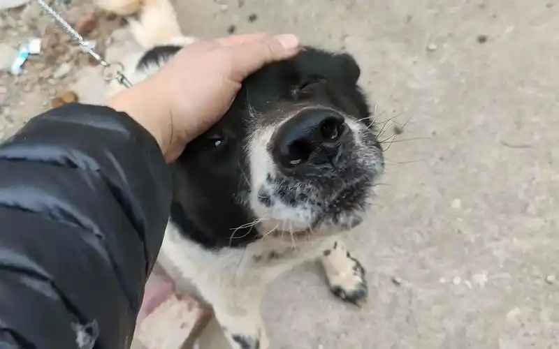 一只对人温顺的大花狗,就因为吃的太多没人敢养,我决定买下它_哔哩