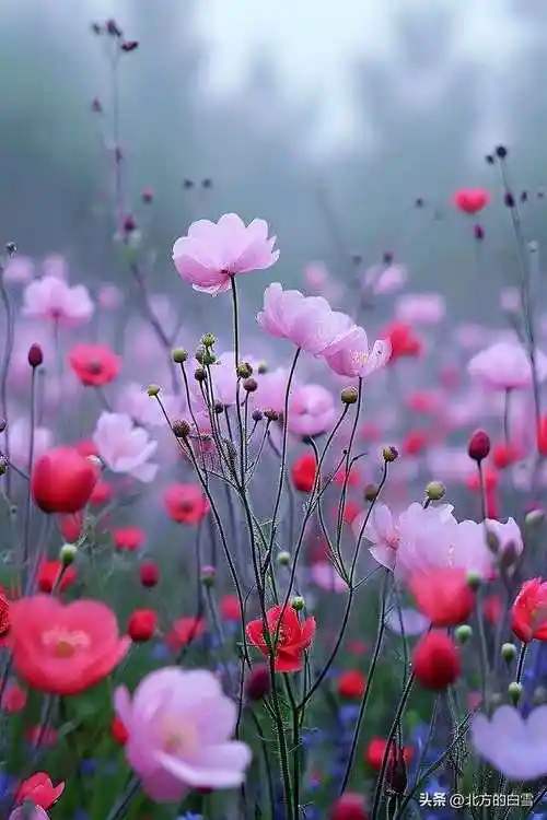 美丽小花,清新淡雅,楚楚动人