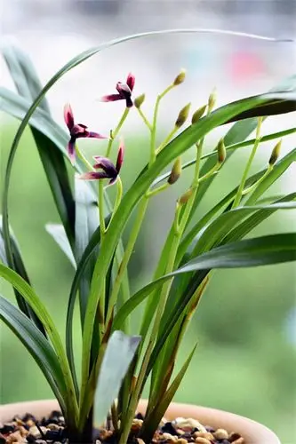 【一点资讯】兰花畏寒怕冬天?那是你不会养,从这几方面下手养出健壮兰