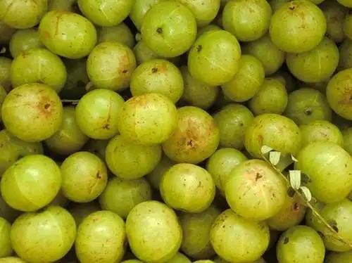 这种水果虽不常见,但全身是宝,洗一下撒点盐就能吃,养嗓润肺