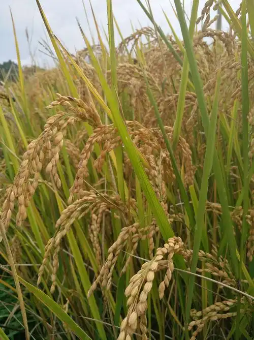 秋天的时候稻谷成熟了,我和先生也在这个季节相遇.