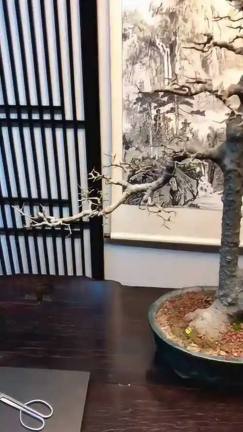 精品双杆式朴树盆景犹如一对恋人太美了