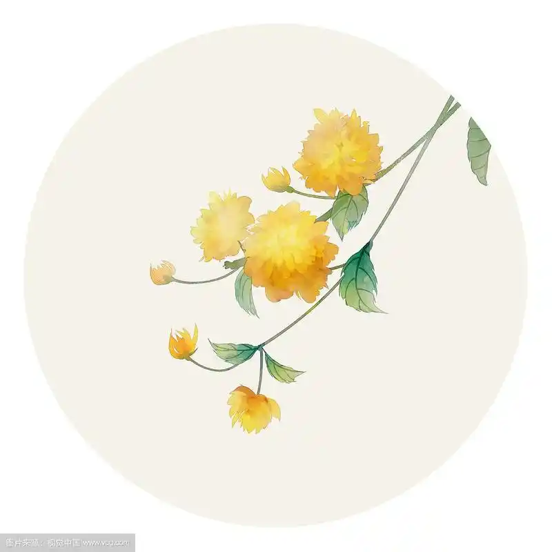 水彩花草插画 棣棠花