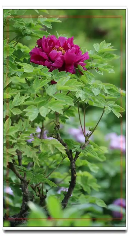 【盛开的牡丹花-14摄影图片】生态摄影_太平洋电脑网摄影部落