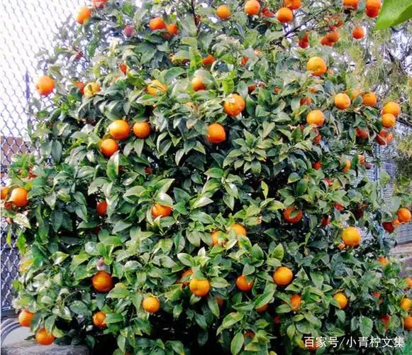 庭院种上这8种果树,鲜果飘香,与众不同,几代人可实现水果自由