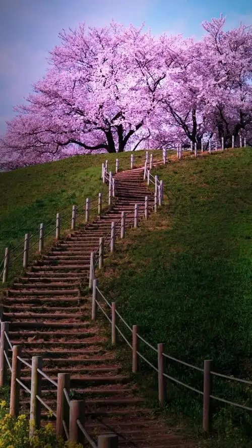 樱花树下的风光,锁屏图片,高清手机壁纸,风景-回车桌面