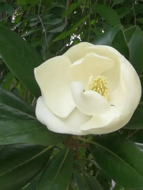 我们院子里的广玉兰花